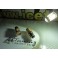Led Can Bus BA15S / Polo Centrado Branco 7W, 480LUMENS 12v-24v c/1 ano de garantia
