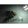 Led T20 / 7443 21/5W 2 Polos Branco 3W, 360 LUMENS 12V-24V LED SAMSUNG 