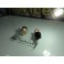 Led Can Bus T20 / 7443 21/5W 2 POLOS Branco 5W, 450 LUMENS 12V Ideal para Alfa romeo, fiat, opel