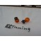 Lâmpada de halogénio de pisca cor laranja 12V 24W, PWY24W 